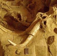 Des milliers d'ossements de mammouths découverts à Předmostí