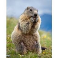 Marmotte adulte