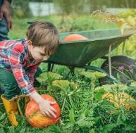 Mon potager d'octobre : quels fruits et légumes semer ou planter ?