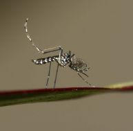 Le moustique tigre, déjà connu pour transmettre la dengue ou le chikungunya, pourrait prochainement être vecteur du zika en France métropolitaine...