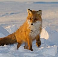 Nature : ces animaux à observer tout l'hiver / iStock.com - DmitryND