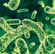 Nos intestins hébergent des bactéries vieilles de 15 millions d'années ! / iStock.com - Sitox