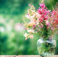 Planter des fleurs au printemps pour des bouquets toute l'année / iStock.com - loops7