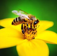 Pollinisateurs : vers une fin prochaine des abeilles ? /iStock.com - TommL