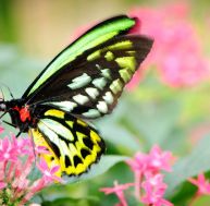 Pourquoi la disparition des papillons est un danger pour la planète ? / iStock.com - OGphoto