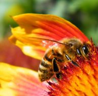 Attirer les abeilles dans son jardin