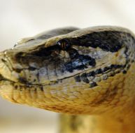 Tête de python molure