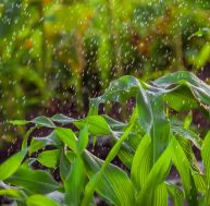 Que faire après une forte pluie au potager et au jardin ?