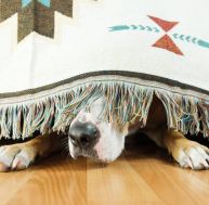 Que faire si mon chien a peur de l'orage ? / Istock.com - Photoboyko