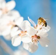 Quelles plantes mellifères pour nourrir vos abeilles toute l’année ? / iStock.com kool99