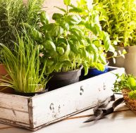 Quelles sont les plantes aromatiques à planter au printemps ? / iStock.com - SilviaJansen