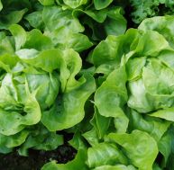 Cultiver des salades au potager
