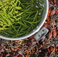 Salicorne : du savon au condiment, les mille vertus d'une plante maritime