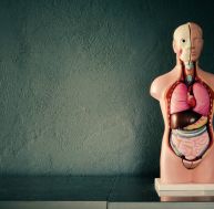 Science : le mésentère, un nouvel organe découvert dans le corps humain