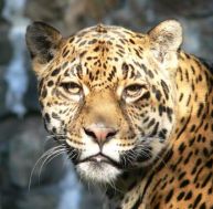 Jaguar mâle adulte