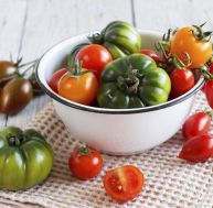 Tomates anciennes : vous avez l'embarras du choix !