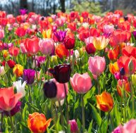 Tulipes : les différentes variétés / iStock.com - Big_Suttawat
