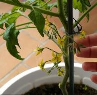 Tuteurer tomates avec des liens en plastique