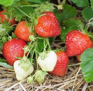 Connaître les variétés de fraises