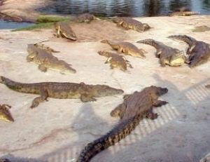 Crocodiles de Yamassouko
