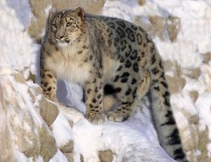 <p>Un léopard des neiges filmé en liberté</p>