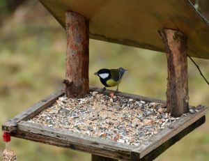 À la maison : comment attirer les oiseaux au jardin ? / iStock.com - Pavol Klimek