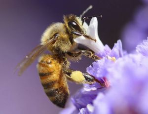 Les abeilles raffolent de la caféine