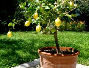 Faire pousser un citronnier
