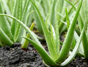 Aloe Vera : plantation, entretien et récolte / iStock.com - dangdumrong