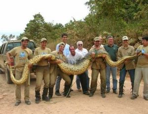 Anaconda d'environ 7 mètres porté par une dizaine d'hommes