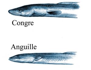 Description congre et anguille