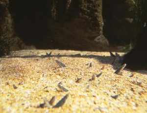 Un banc de jeunes anguilles à demi enfouies dans le sable ©Dominique Menier