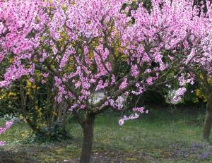 Pêcher d'ornement Prunus persica © Jardiland