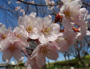 Cerisiers du Japon (Prunus x subhirtella)