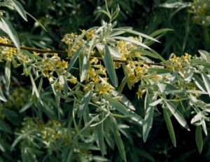 Elaeagnus angustifolia
