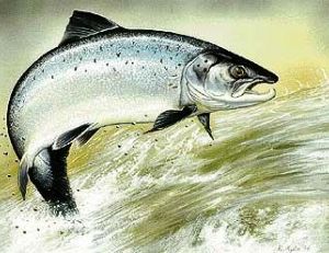 Mâle de saumon Atlantique