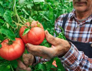 Au potager : les plus belles variétés de tomates anciennes à cultiver chez vous / iStock.com - valentinrussanov