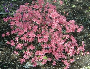 Azalée du Japon (Rhododendron kaempferi)