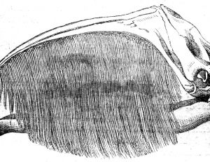 Mâchoire de baleine à fanons