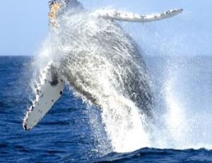Baleine sautant
