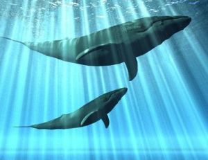 … aujourd’hui les baleines nagent