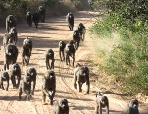 Les babouins vivent en troupes nombreuses
