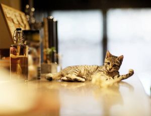 Bar à chats : de Taiwan à Paris, histoire de ces cafés où l'on caresse des félins