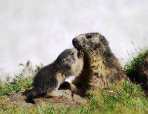 Marmotte et marmotton