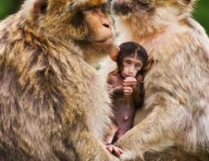 La société des macaques est une société matriarcale