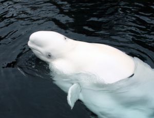 Bélouga ou baleine blanche