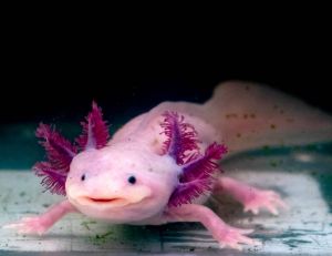 Bestiaire curieux : l’axolotl, une salamandre pas comme les autres