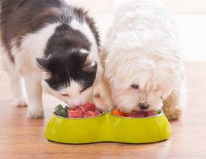 Bien nourrir son animal : le bio pour chiens et chats / iStock.com - humonia