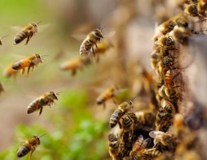 Biodiversité : les gestes simples pour protéger les abeilles