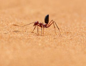 Biomimétisme : la fourmi du désert a inspiré AntBot, le robot qui navigue sans GPS / iStock.com - Jeff Kingma